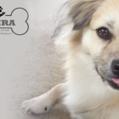 15995224_591227497753600_2503224638757735639_o