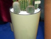 12920321_1058789774166534_7387548564280739804_n 12920321_1058789774166534_7387548564280739804_n