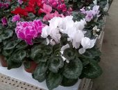 16825781_1244687165584500_4291590357294019015_o