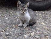 21765129_1542738265787278_5471236908752643162_n